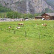 0016 Trümmelbach - krávy.JPG