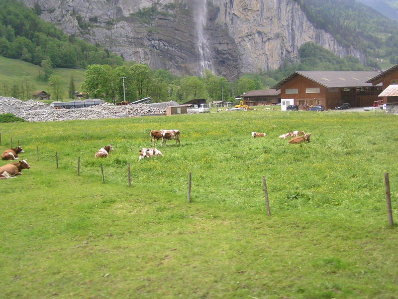 0016 Trümmelbach - krávy.JPG