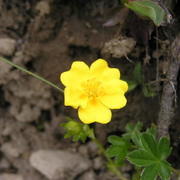 0438 Grütschalp - květina.JPG
