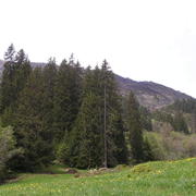 0424 Grütschalp - les.JPG