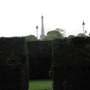 Eifelovka za živým plotem