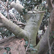 Kmen Robinsonova stromu