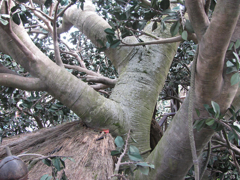 Kmen Robinsonova stromu