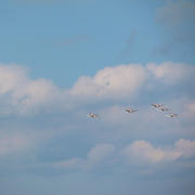 IMG_8082.JPG